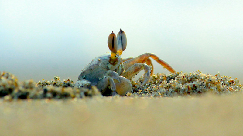 10 Favorite Snacks for Hermit Crabs Healthy