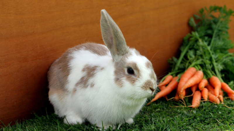 Foods Rabbits Should Avoid: A Comprehensive List