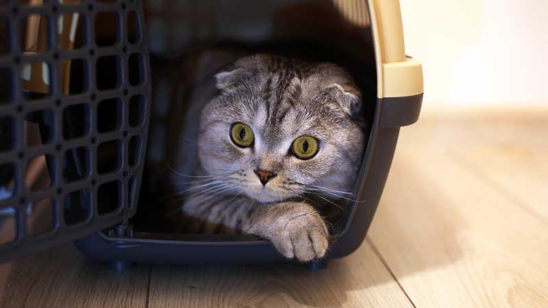 Best Cat Breeds for First-Time Owners