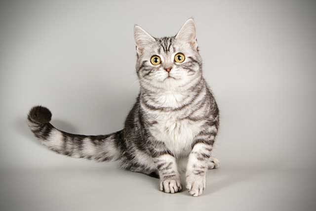 The 10 Best Cat Breeds for First-Time Owners: American Shorthair