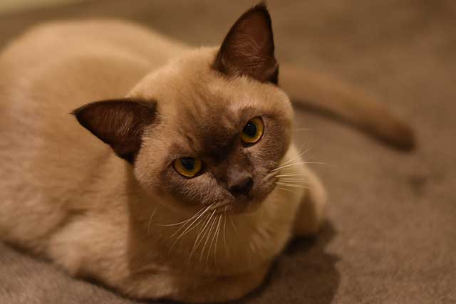 The 10 Best Cat Breeds for First-Time Owners: Burmese cat
