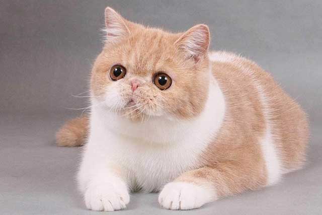The 10 Best Cat Breeds for First-Time Owners: Exotic Shorthair