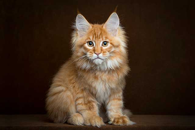 The 10 Best Cat Breeds for First-Time Owners: Maine Coon