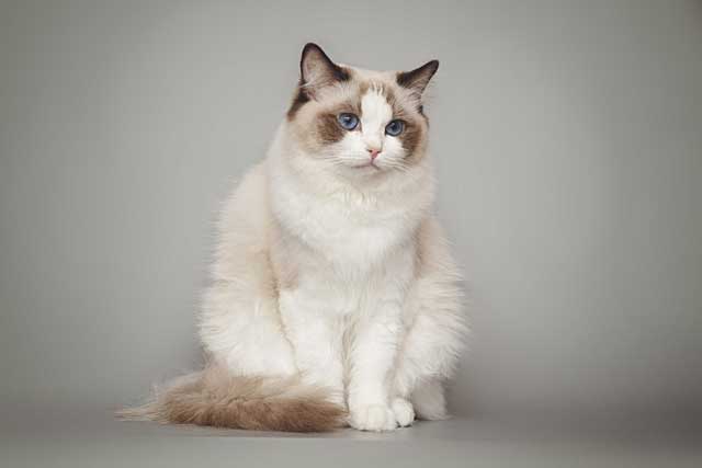 The 10 Best Cat Breeds for First-Time Owners: Ragdoll