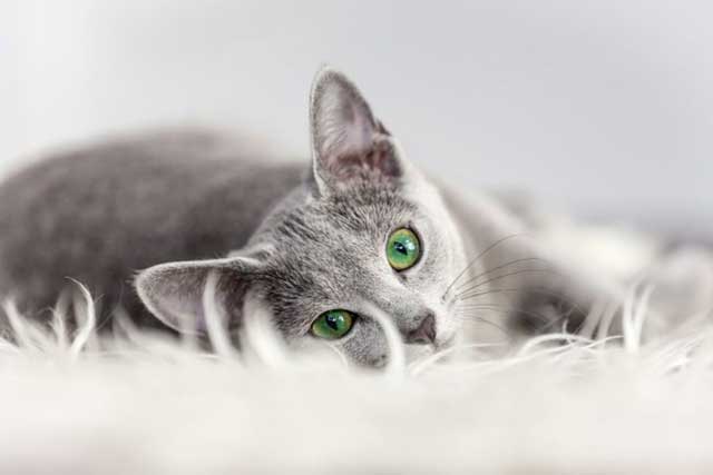 The 10 Best Cat Breeds for First-Time Owners: Russian Blue