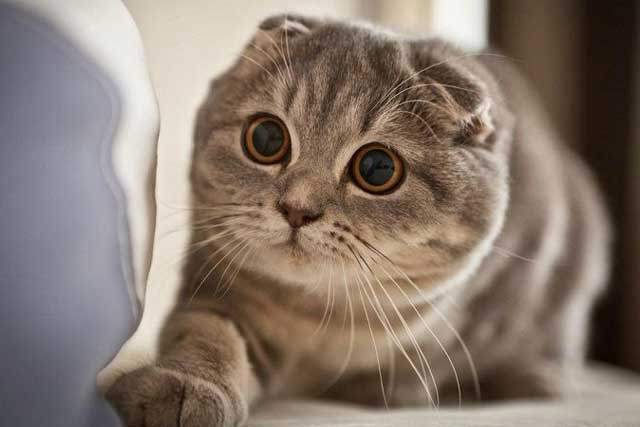 The 10 Best Cat Breeds for First-Time Owners: Scottish Fold