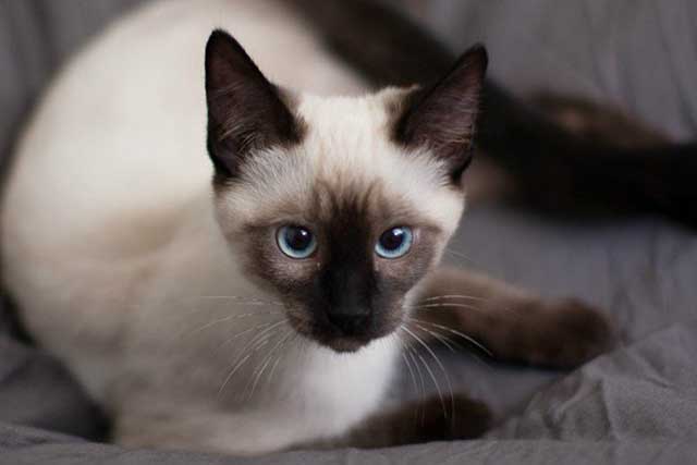 The 10 Best Cat Breeds for First-Time Owners: Siamese cat
