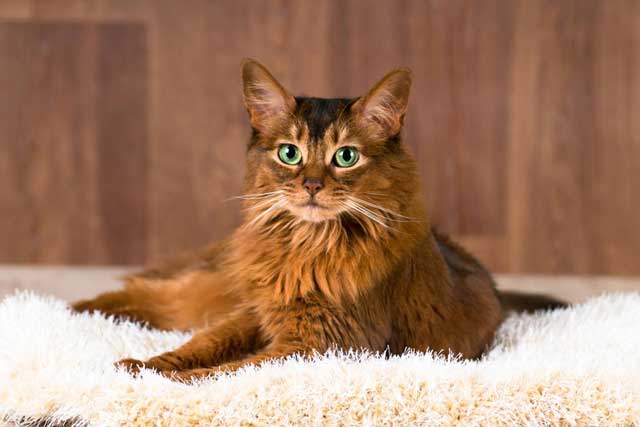 The 10 Best Cat Breeds for First-Time Owners: Somali cat