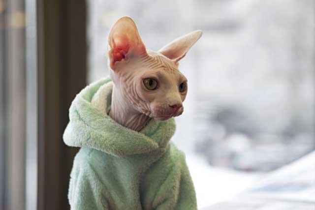 The 10 Best Cat Breeds for First-Time Owners: Sphynx cat