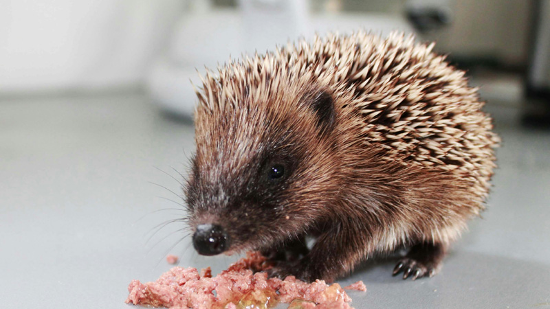 10 Forbidden Foods for Hedgehogs