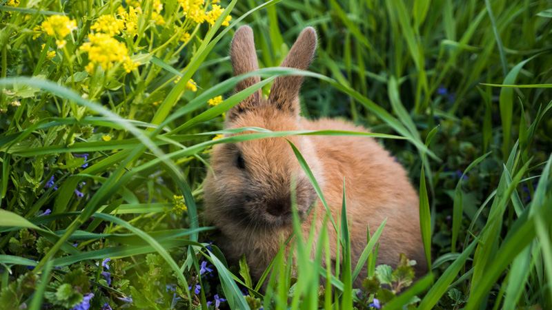 What Fruits and Veggies Are Toxic to Rabbits?