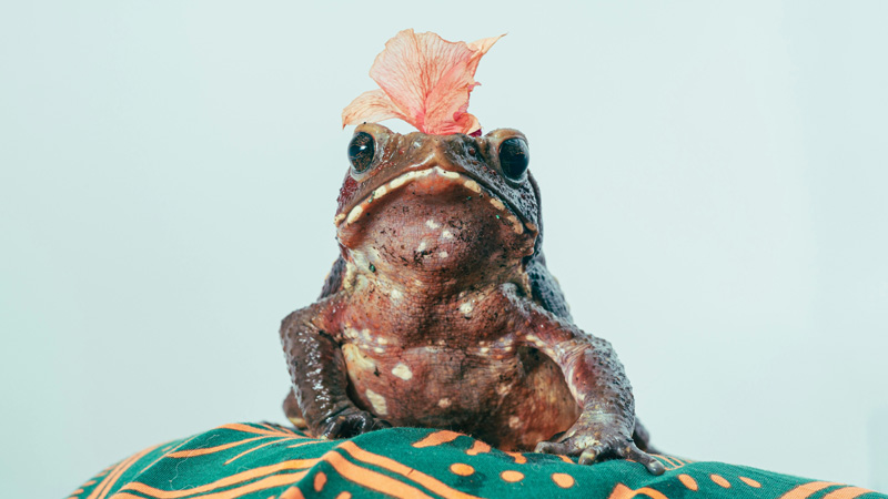 50 Good Names for Your Pet Frog