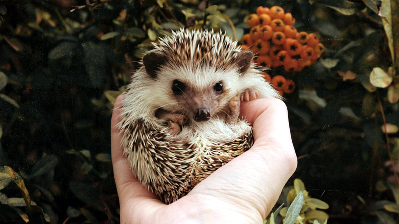 60 Good Names for Pet Hedgehogs (with Meaning)