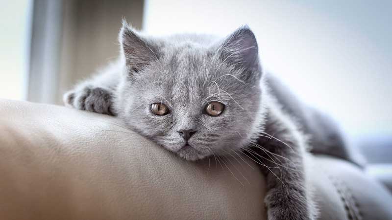 Top 20 Gray Cat Names with Meaning (2022)