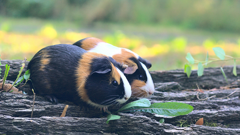 Guinea Pigs vs. Hamsters: What Is the Difference?