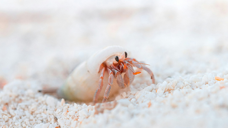 Is a Hermit Crab a Vertebrate or Invertebrate? (Invertebrate)