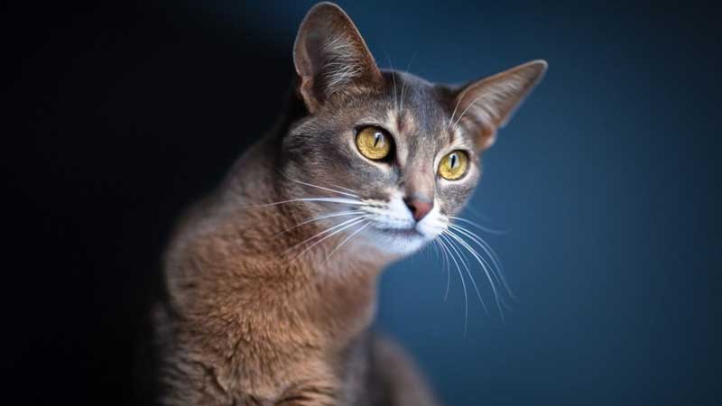 Highest IQs Cat Breeds In The World