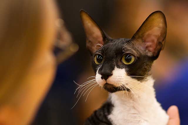 Cornish Rex