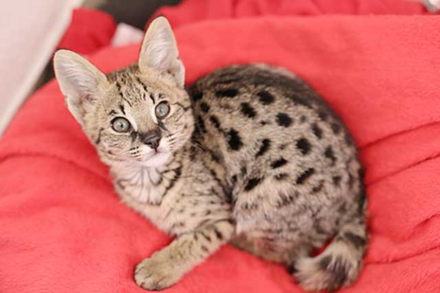 Savannah Cat