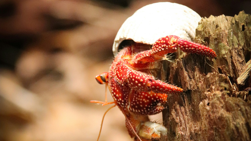 How Big of a Tank Does a Hermit Crab Need?