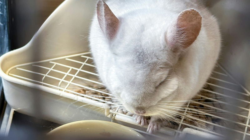 How Do Chinchillas Bathe in the Wild?