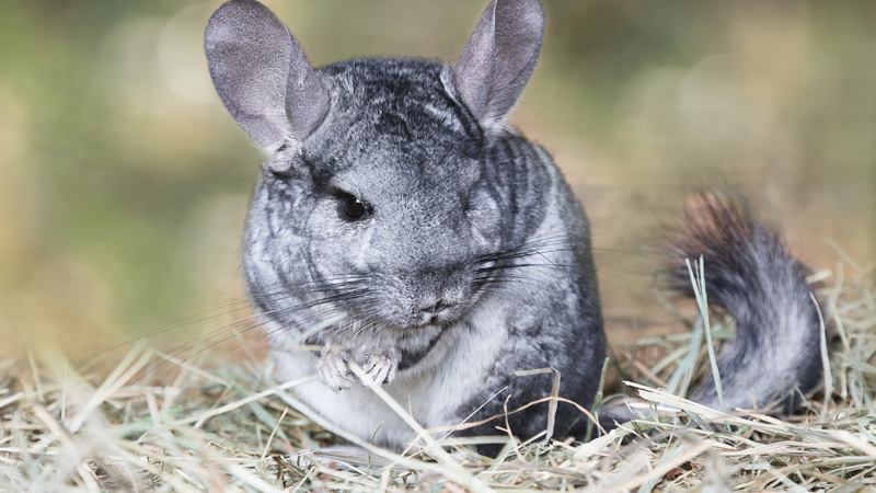 7 Ways Chinchillas Use to Protect Themselves in the Wild