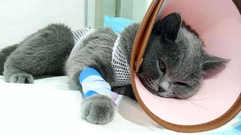 How Do I Care For My Cat After Neutering
