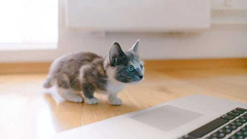 How Long Does It Take A Kitten To Adjust To New Home?