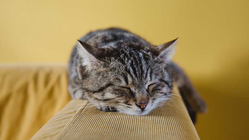 How Long Do Cats With Feline Idiopathic Cystitis Live?