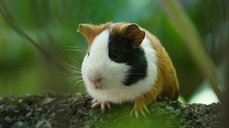 How Long Do Guinea Pigs Live?