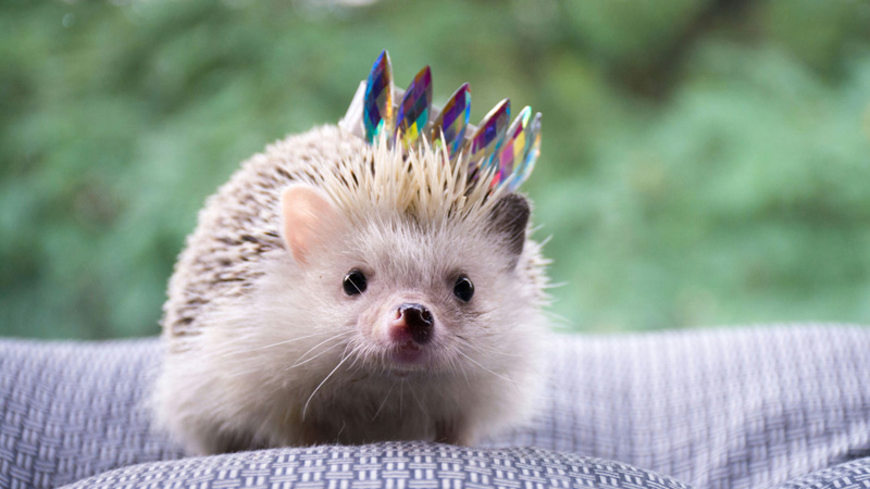 How Long Do Hedgehogs Live as Pets? Average 6-8 Years