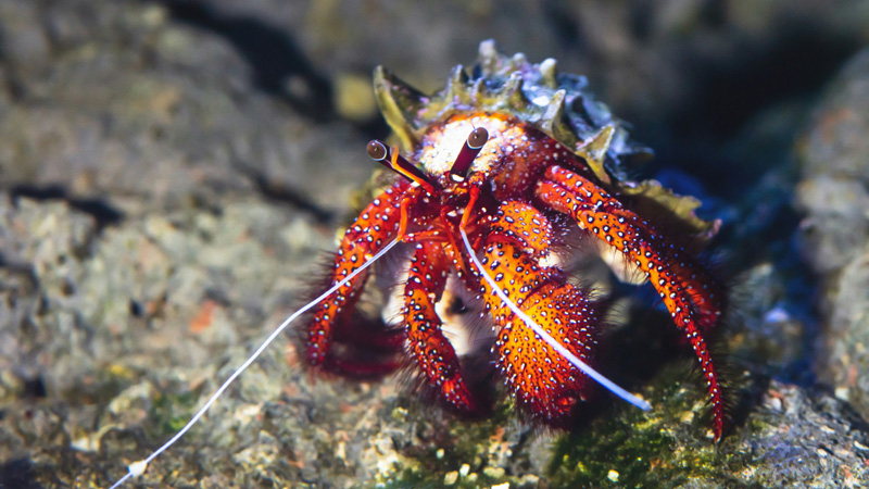 How Long Does a Hermit Crab Live as a Pet?