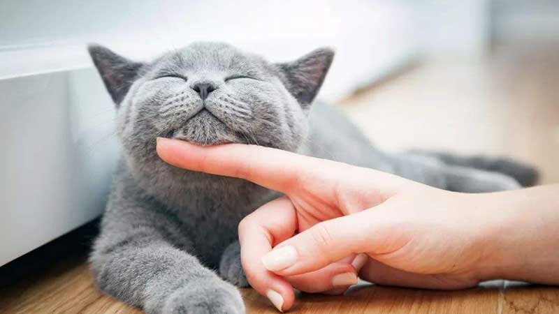 Tips and Tricks on How to Take Care of Your Cat
