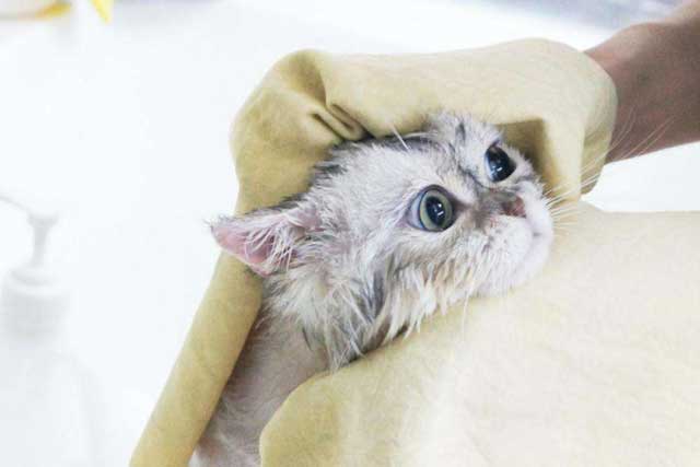 Regularly Bathe Your Cat
