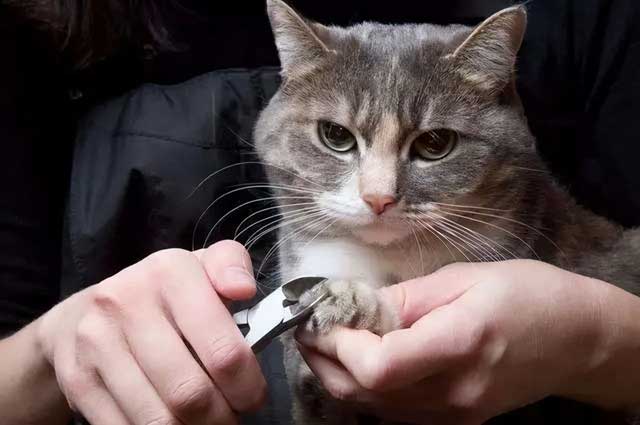 Clips Your Cat's Claws Regularly