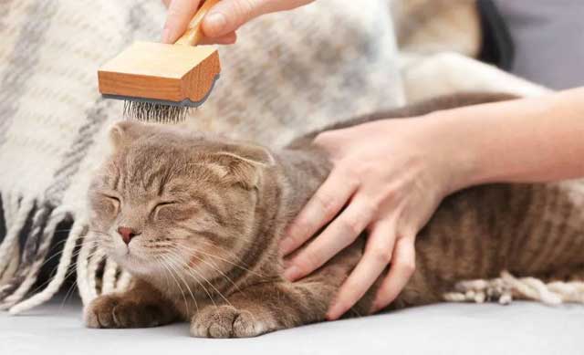 Start Grooming When Your Cat is Still Young