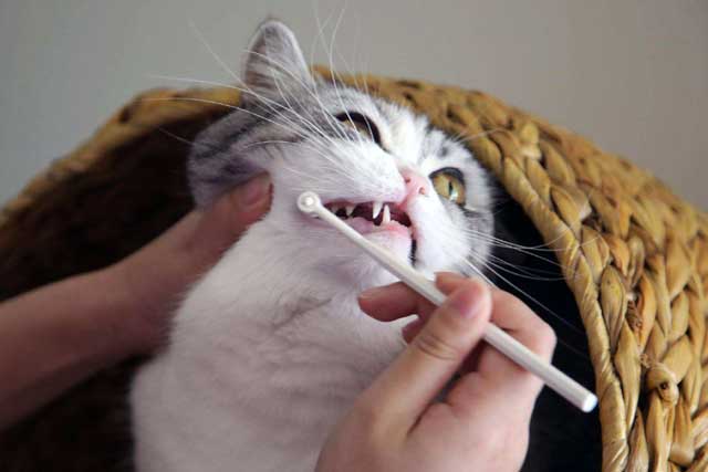 Regularly Clean Your Cat's Teeth