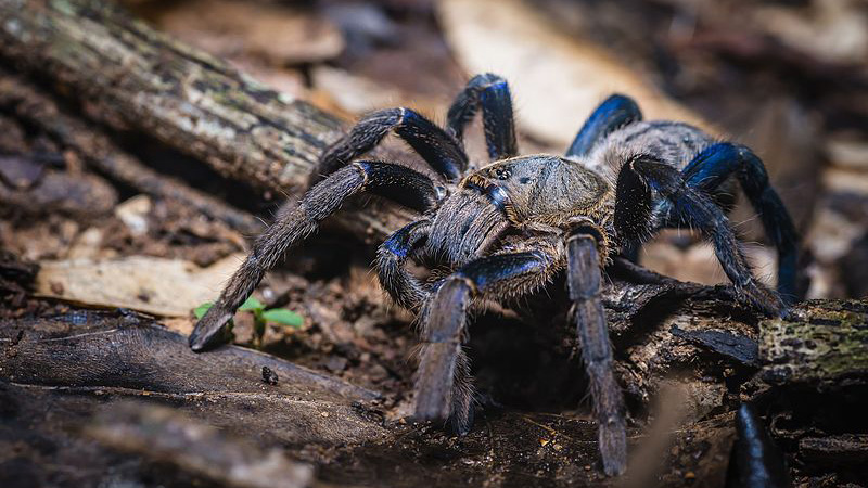 What Happens if a Cobalt Blue Tarantula Bites You?