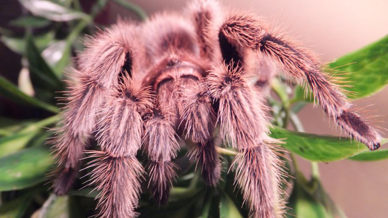 What Happens if a Rose Hair Tarantula Bites You?