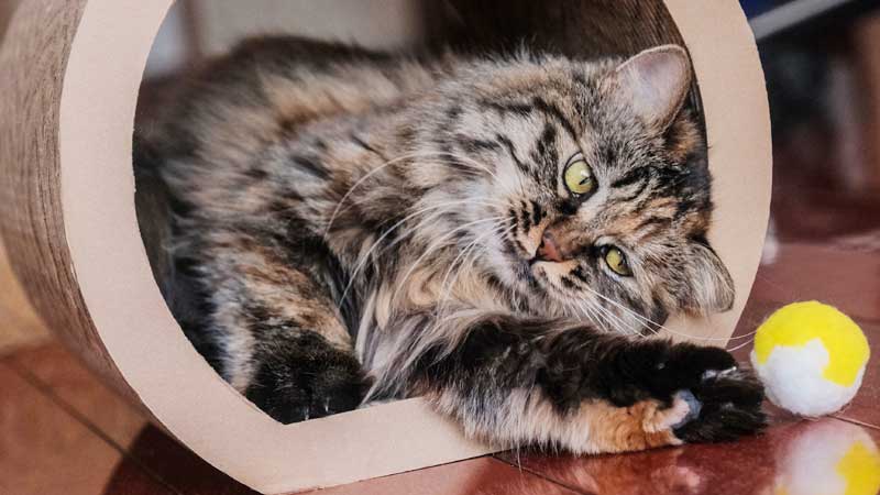 cat resting on a book