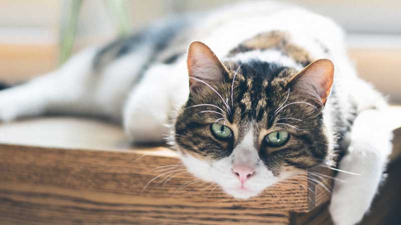 What You Need to Know About Cat Incontinence