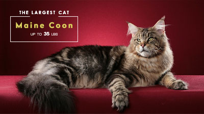 The 30 best cat breeds, ranked