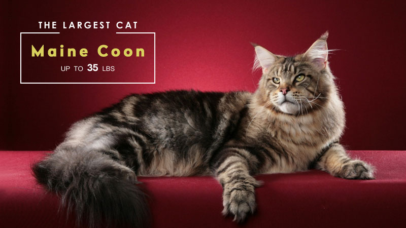 Largest Domestic Cat Breeds