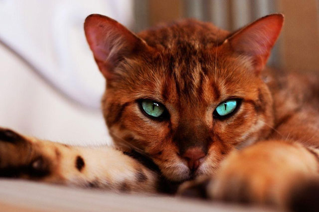 10 Largest Domestic Cat Breeds: #5. Bengal cat