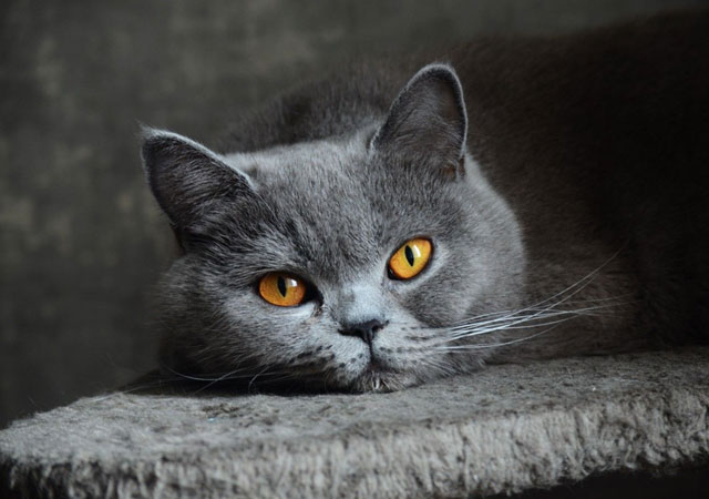 10 Largest Domestic Cat Breeds: #10. British Shorthair