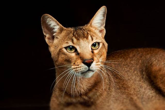 10 Largest Domestic Cat Breeds: #4. Chausie