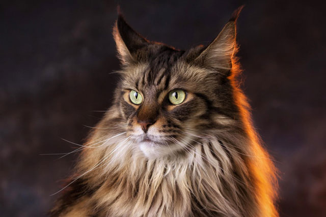 10 Largest Domestic Cat Breeds: #1. Maine Coon