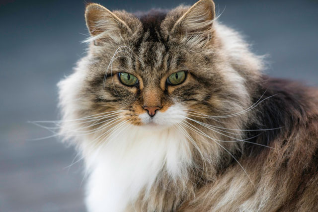 10 Largest Domestic Cat Breeds: #6. Norwegian Forest Cat