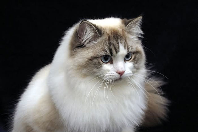 10 Largest Domestic Cat Breeds: #8. Ragamuffin