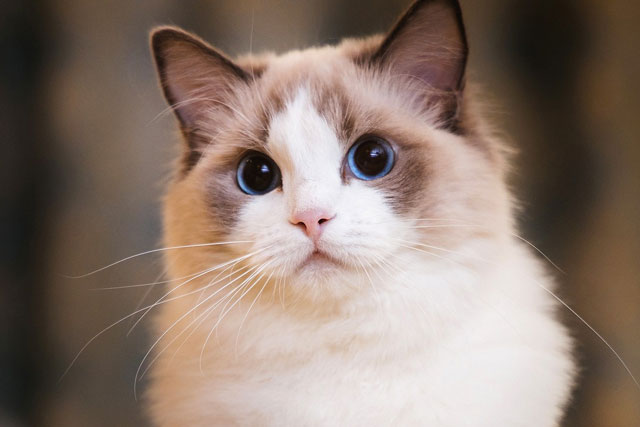 10 Largest Domestic Cat Breeds: #7. Ragdoll